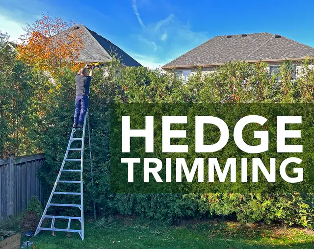 Hedge Trimming & Overgrown Hedges
