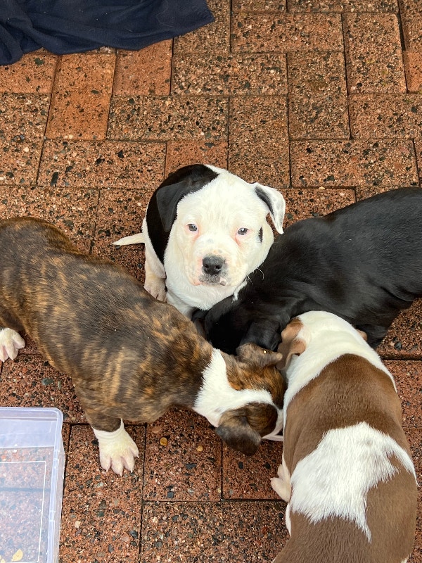 Old English bulldog/American bulldog mix Dogs & Puppies for Rehoming