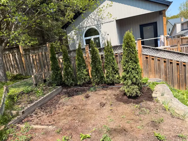 cedar trees 460987940346286081