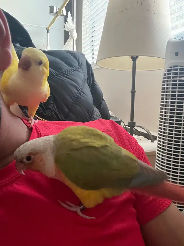 Bonded Pair for Rehoming – Pineapple Conure & Lutino Quaker in Birds for Rehoming in Delta/Surrey/Langley - Image 8