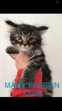 Chaton Sibérien pure,Chatons Maine Coon pures, SPÉCIAL  