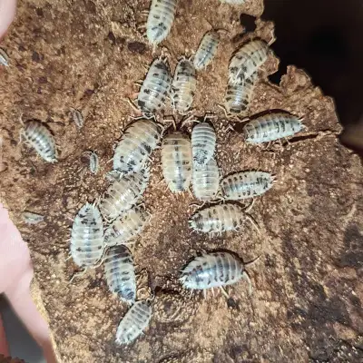 Dairy Cow isopods (Porcellio lavis), View more