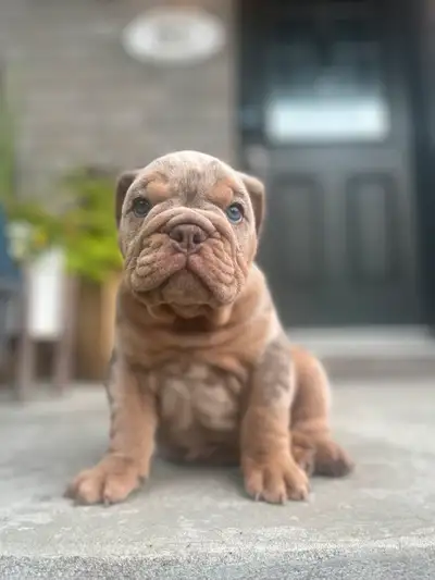 Bulldog anglais - 1 mâle merle, View more