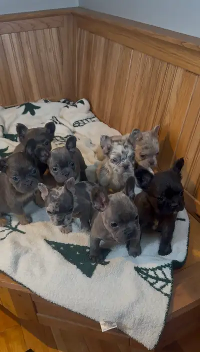 French Bulldog Fluffy Puppies, View more