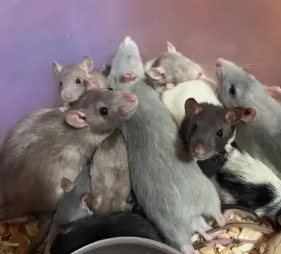 Pet Fancy Rats, males&females, View more