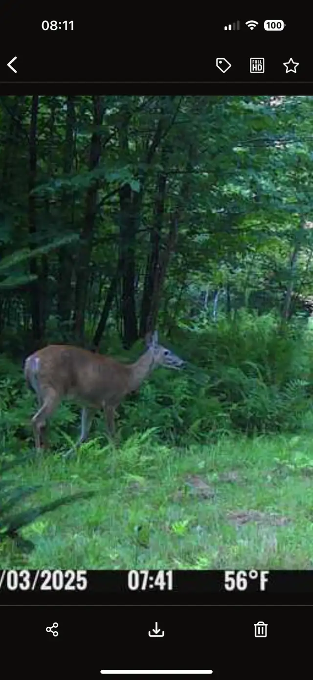 55 acres – Terre à bois à louer – Zone 4 – Cerfs et orignaux in Quebec in Canada - Image 5