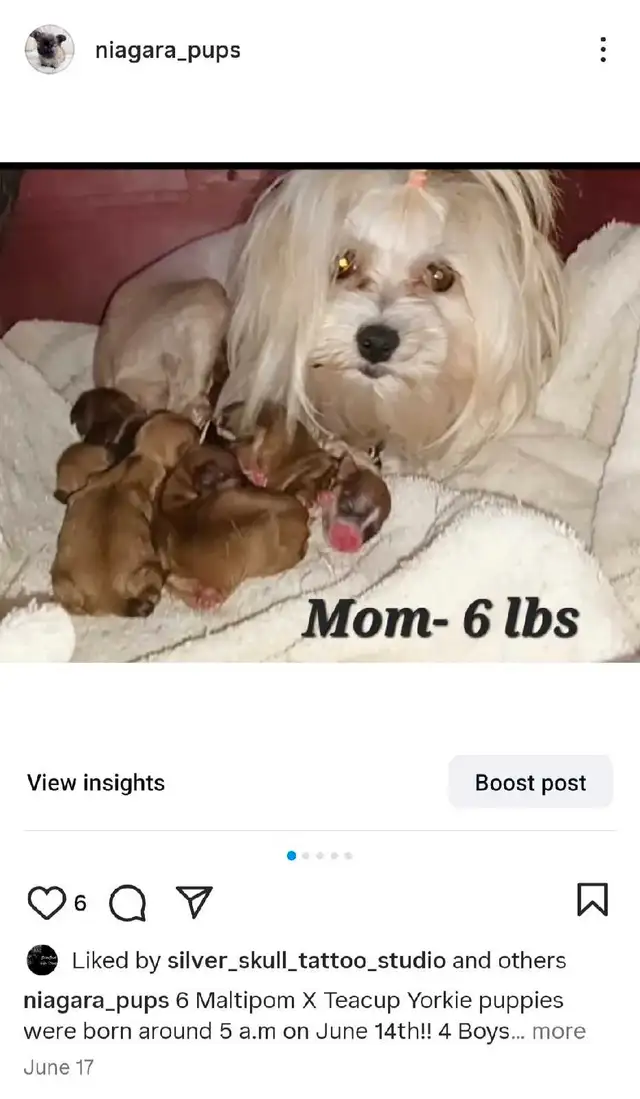 ALL SOLD!!  Super Tiny Maltipom X Mini Yorkie Puppies! in Dogs & Puppies for Rehoming in Hamilton - Image 6
