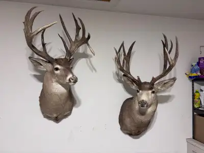 Shoulder mount whitetail and mule deer. Professional taxidermy - great condition. Mule Deer: 16 scor...