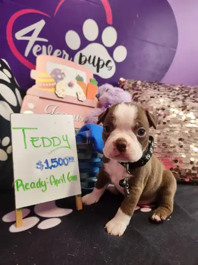 I have 2 litters of red and black puppies. One male, Bruno is ready to be rehome. He is super outgoi...