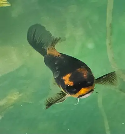 3" KOI 2 for $10 in Mississauga. larger kois available too, Yellow butterfly 7" $40. Kabuto Ghost ko...