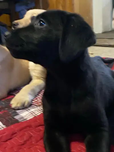 Beautiful Labrador  Retrievors, View more