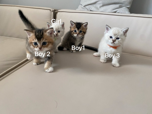British shorthair kitten dans Chats et chatons à adopter  à Longueuil/Rive Sud