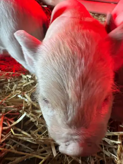 pure bred Kunekune piglets , View more