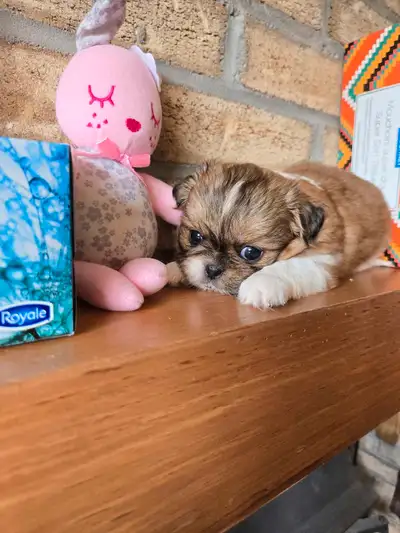 Bien lire au complet merci J'élève des shih tzu pures et des shih tzu croisés comme des shih poo (sh...