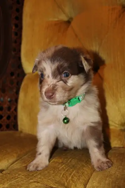 Mini Aussie Puppies - ASDR Registered, View more