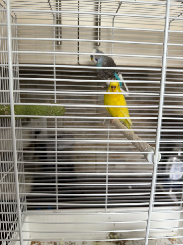 couple de perruchees love birds  dans Oiseaux à adopter  à Ville de Montréal - Image 2