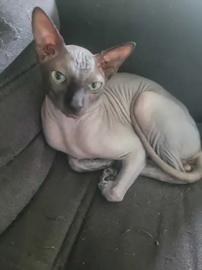 sphynx  male, View more