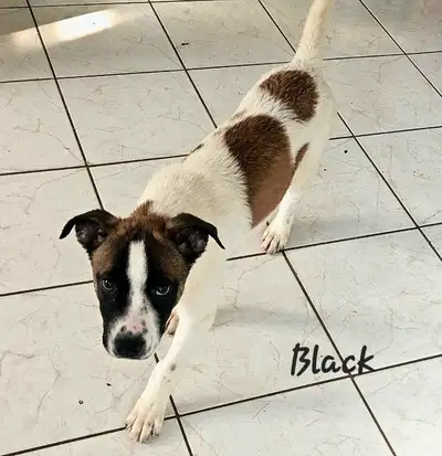 ONLY 4 MALE PUPPIES LEFT, View more