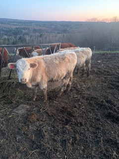 Hereford/ Charolais Feeders For Sale in Livestock in Fredericton - Image 3