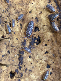 Clown Isopods - REDUCED PRICE!!!