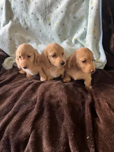 Miniature Dachshund puppies, View more