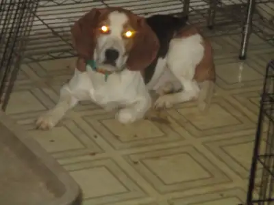 3 free beagle mix for free, View more