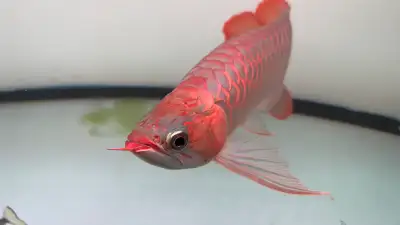 Super Red Arowana Chili Metalic Base, View more