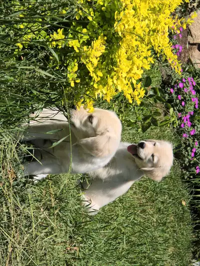 Vendu   Golden Retriever English Cream (Blanc), View more