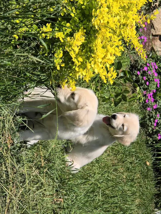 Vendu   Golden Retriever English Cream (Blanc) in Dogs & Puppies for Rehoming in Laurentides - Image 2