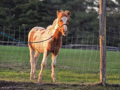 yearling Colt for sale! , View more