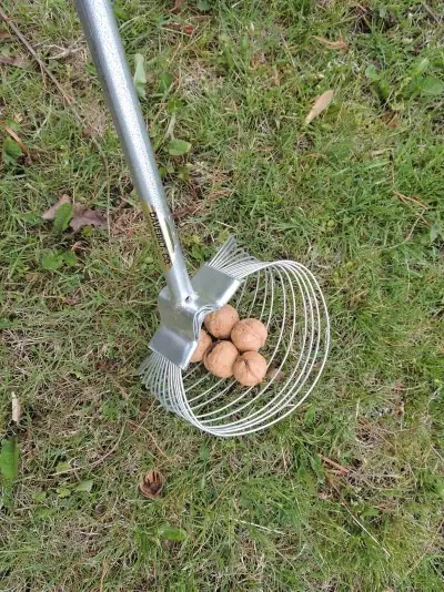 Little Davey nuts or golf-balls collector, View more