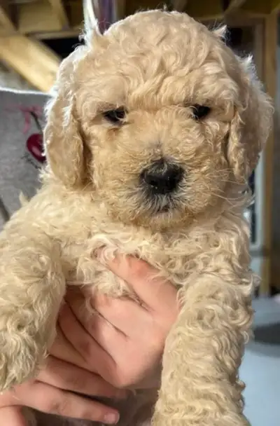 golden doodle mix golden retriever, View more