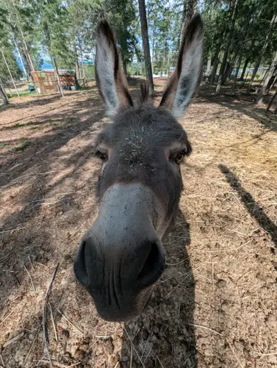 Mini donkey and mini hinny, View more