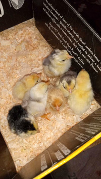 Serama chicks available now 