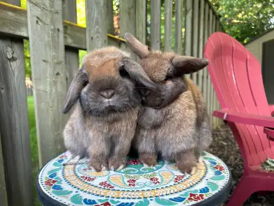 Rabbitry for sale I am looking for a potential buyer for my rabbitry. I raise and show Holland Lops....