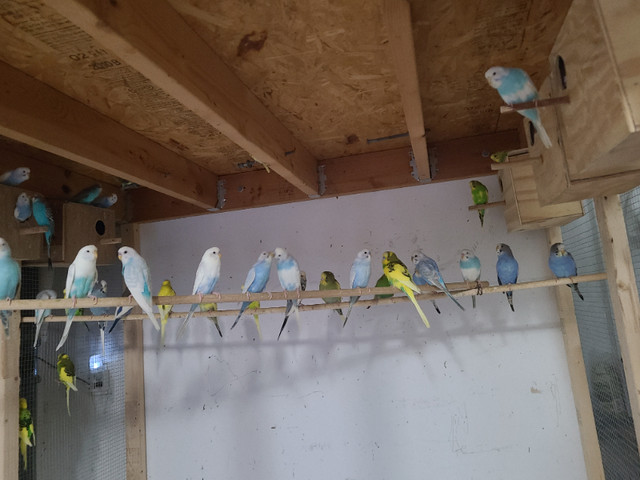 Budgies for sale with cage & breeding box everything in Birds for Rehoming in Markham / York Region - Image 3