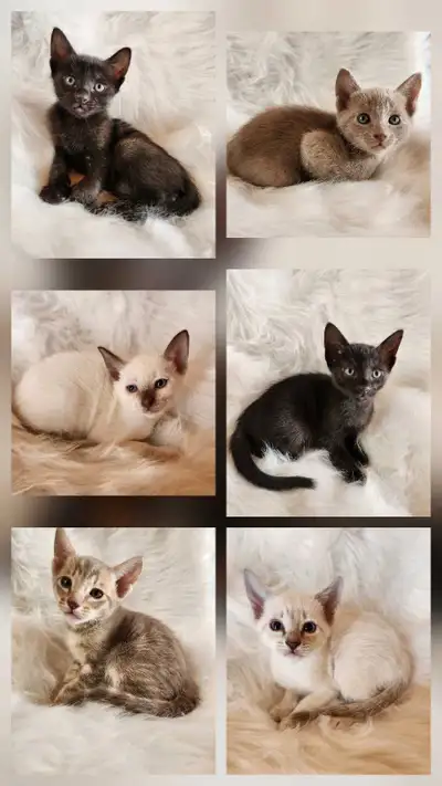 Chatons élevés dans un ambiance familiale, 2 de réservés ! **Il reste ceux dans les photos individue...