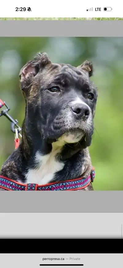 Presa Canario Female Puppy, View more
