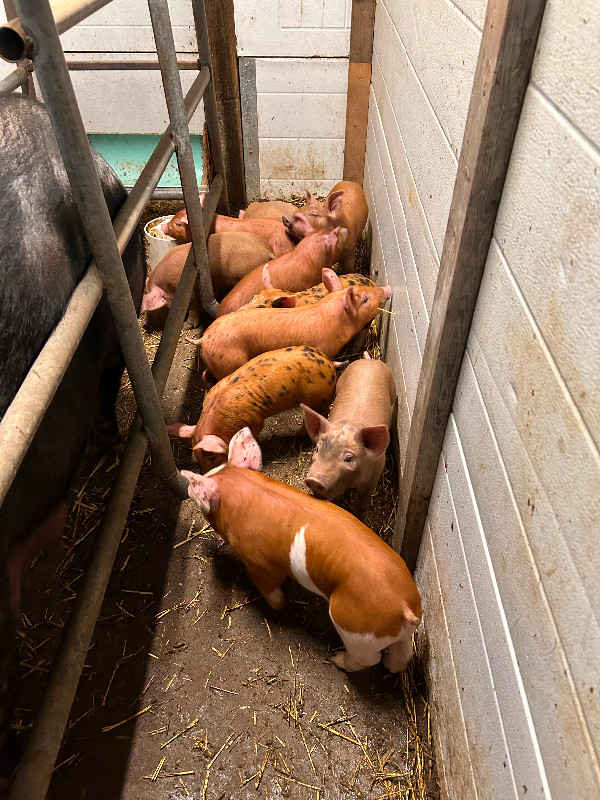 Piglets for sale in Other in Kamloops - Image 3