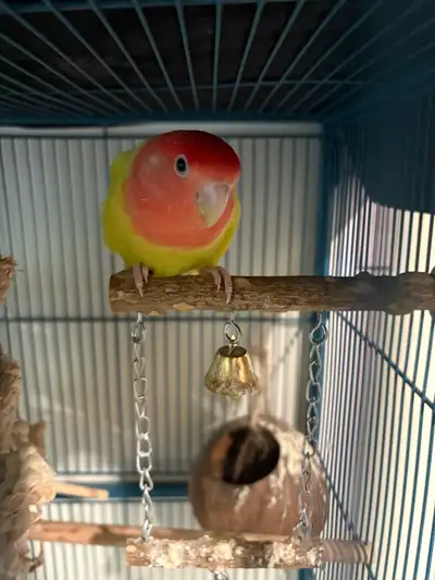 Petrie is beautiful peach faced lovebird (presumed to be a male but not dna proven) he is no older t...