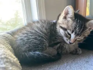 Inside/Outside Kittens Ready for New Home, View more