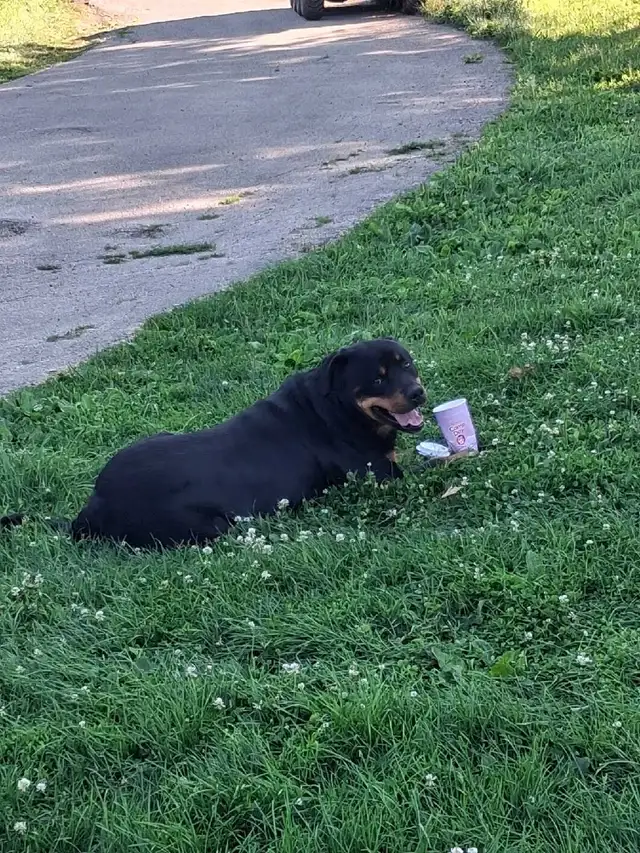 Rottweiler in Dogs & Puppies for Rehoming in Owen Sound - Image 4