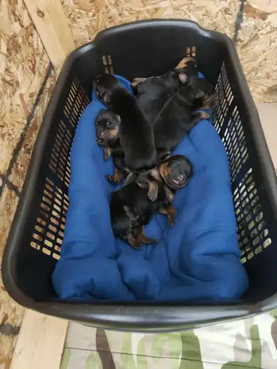 Rottweiler puppies, View more