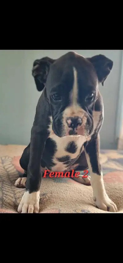 Boxer puppies, View more