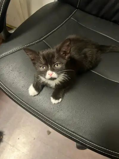 Adoable British Shorthair kitten, View more