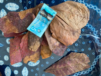 Catappa Indian Almond Leaves
