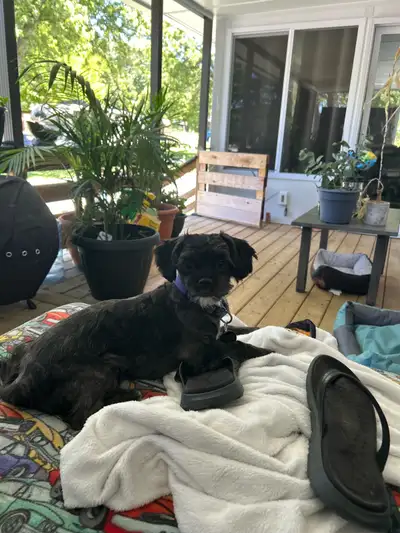 one year old female shitzu poodle cross for rehoming , View more