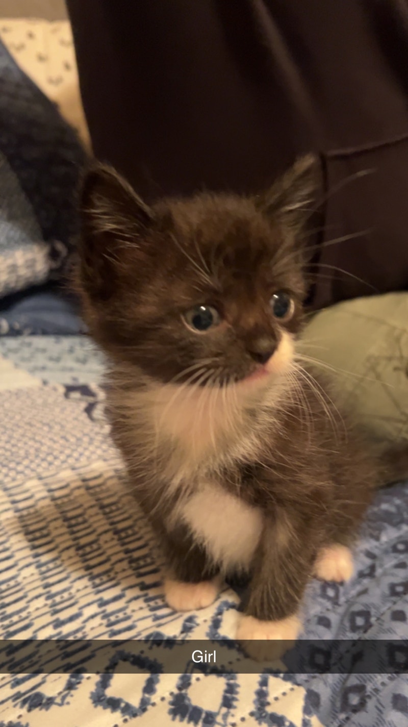 Kittens Cats & Kittens for Rehoming Bridgewater Kijiji