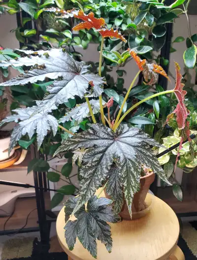 Large Begonia Gryphon Plant in 8" Terracotta Pot, View more