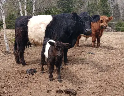 Belted Galloway cow/(heifer) calf pair, View more
